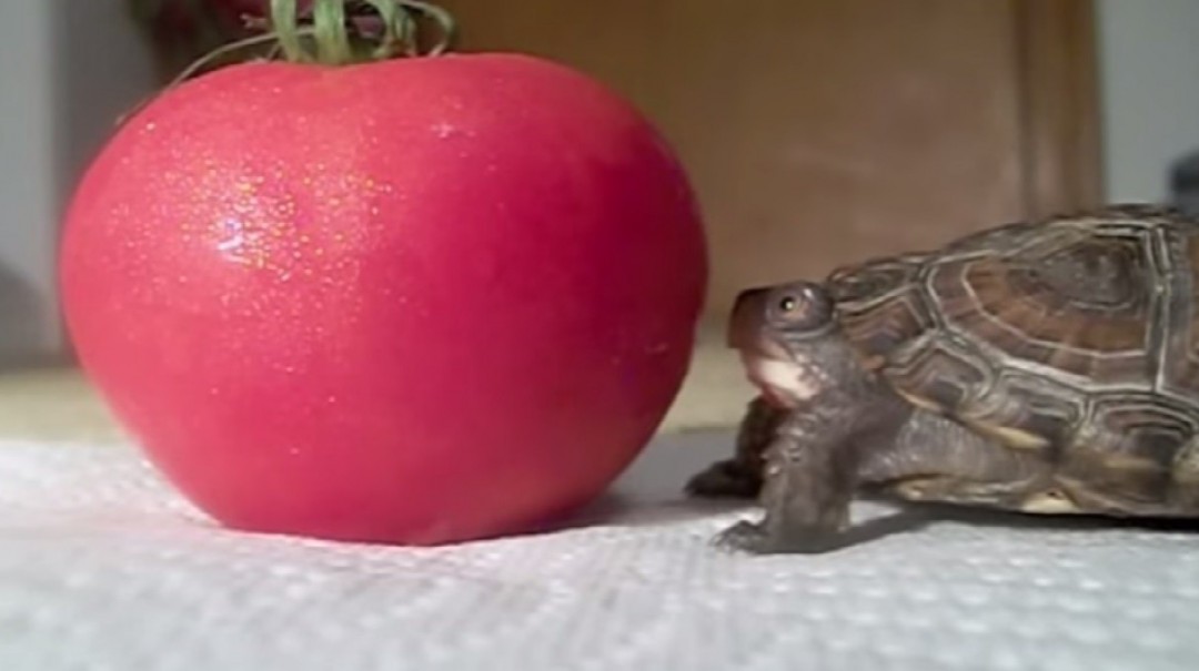 can turtles eat tomatoes