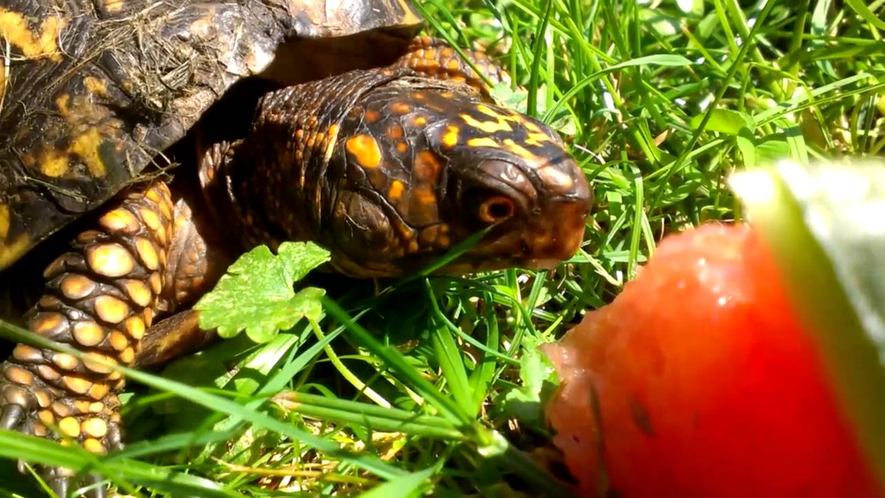 can turtles eat watermelon