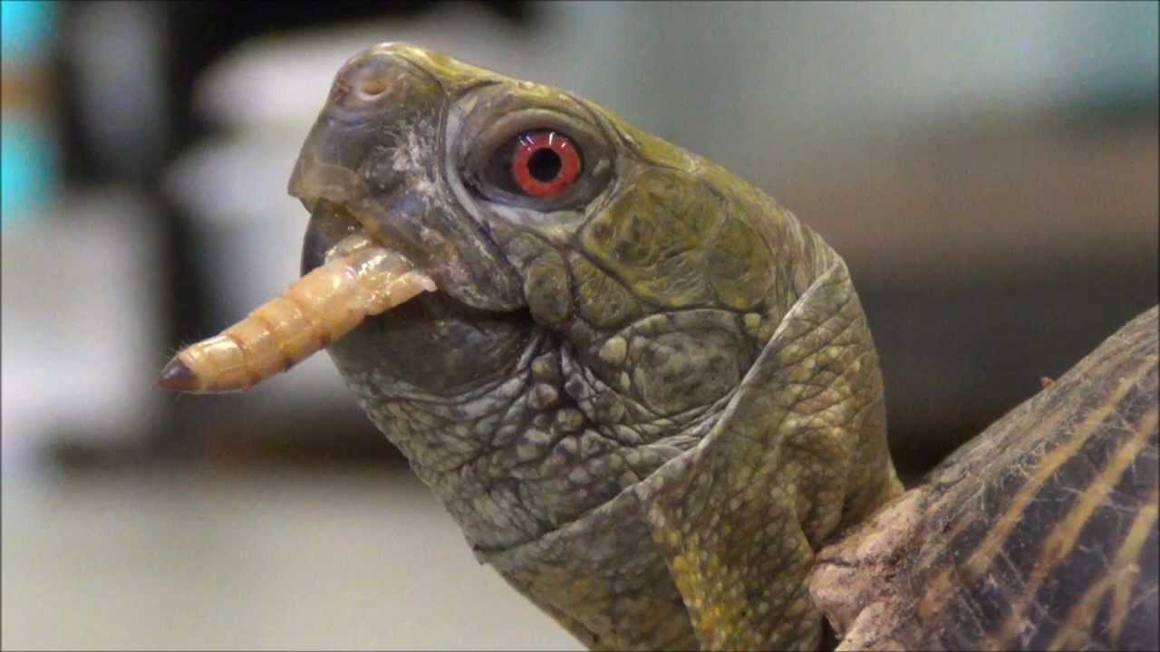 can turtles eat worms