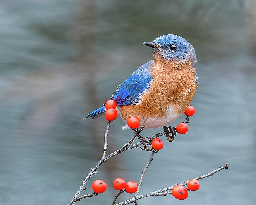 can wild birds eat blueberries