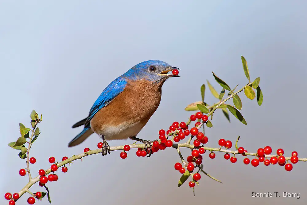 can wild birds eat blueberries
