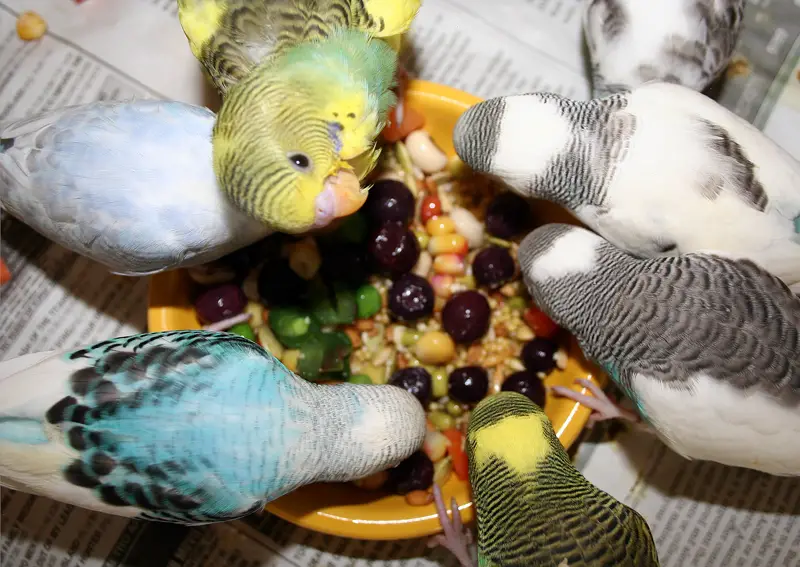can wild birds eat parakeet food