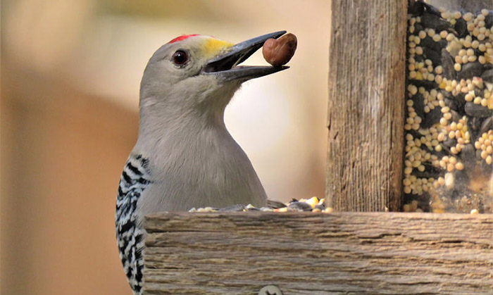 can wild birds eat walnuts