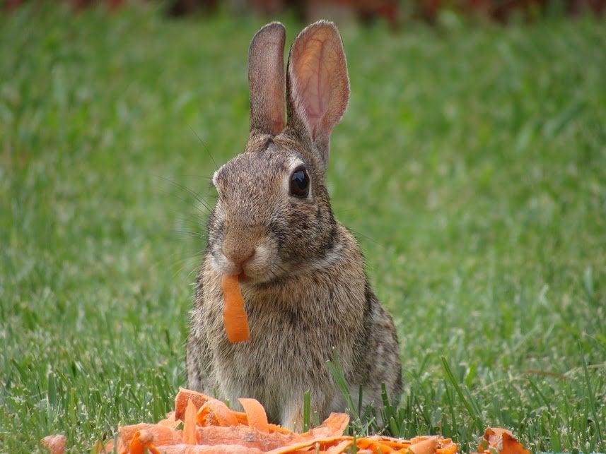 can wild rabbits eat carrots