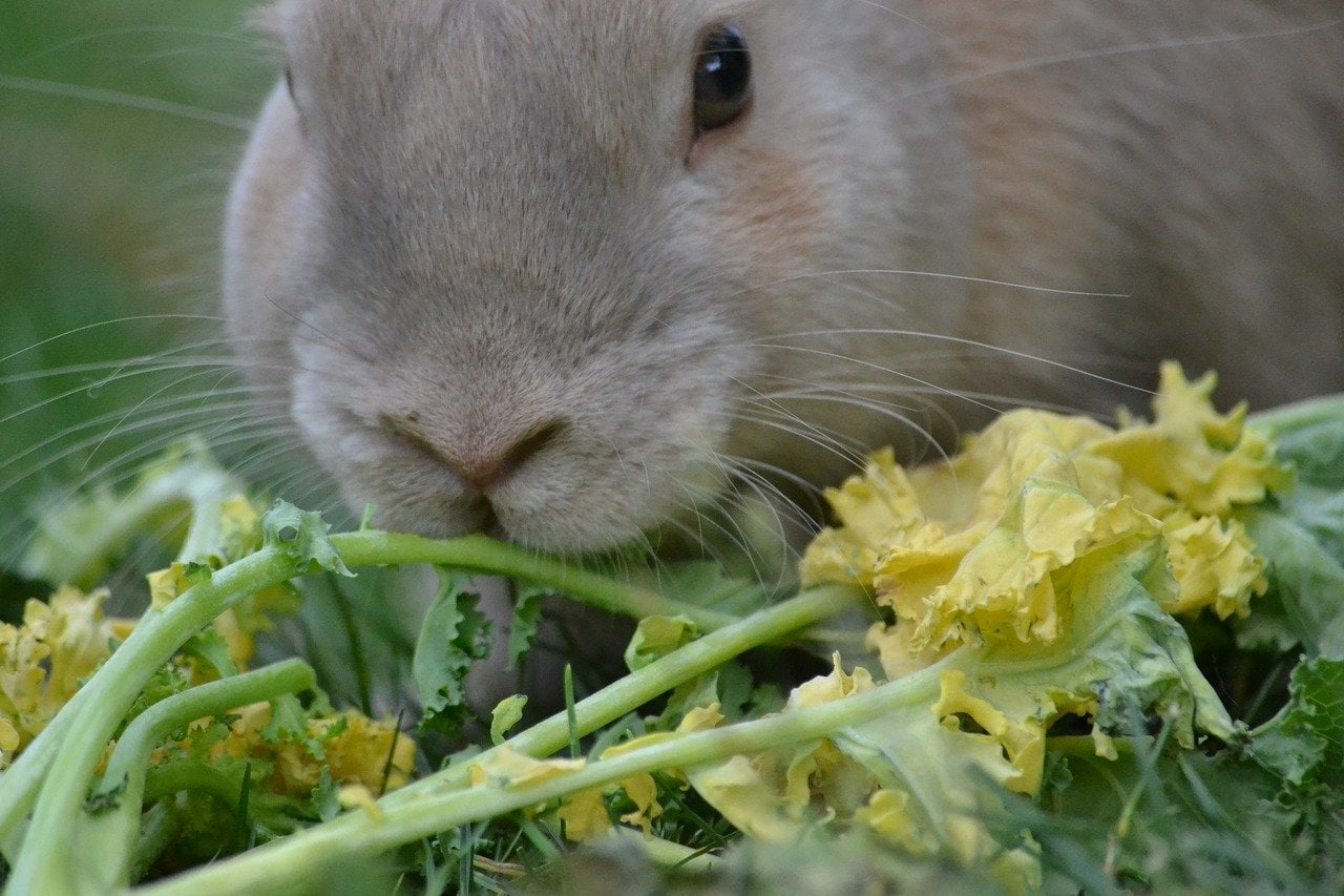 can wild rabbits eat celery