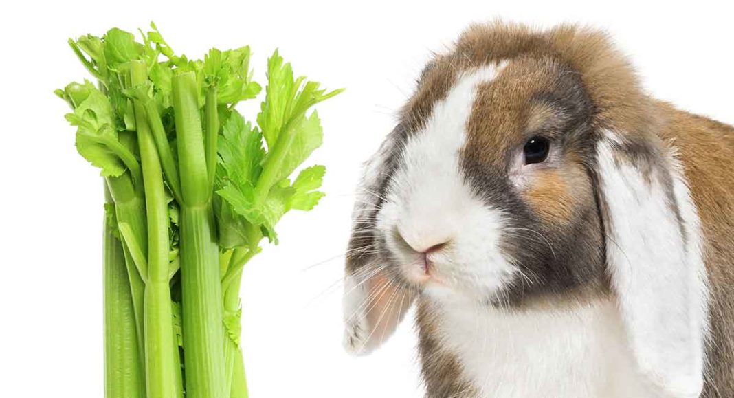 can wild rabbits eat celery