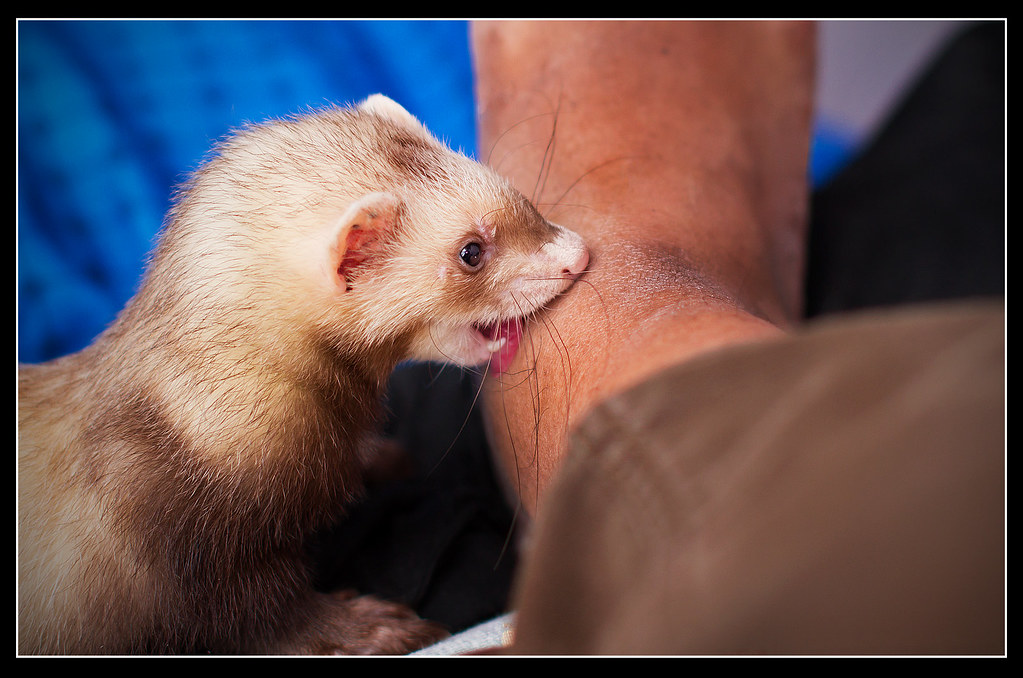 are ferrets hard to take care of