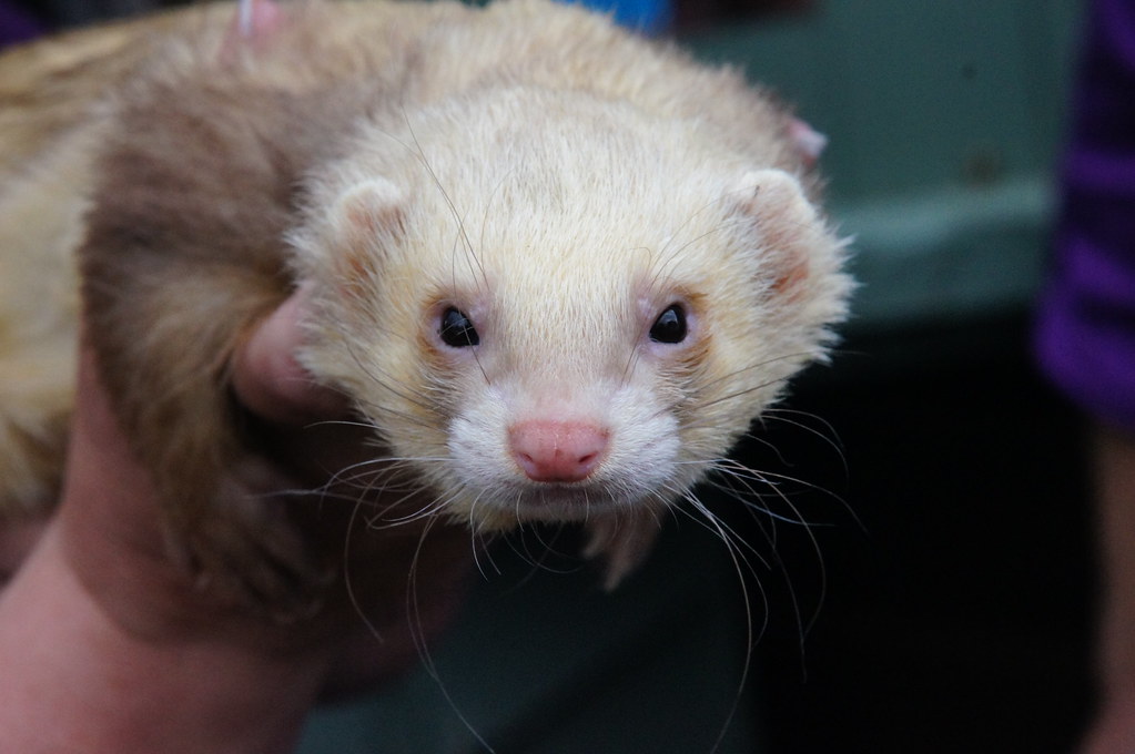 how much do ferrets cost at petco