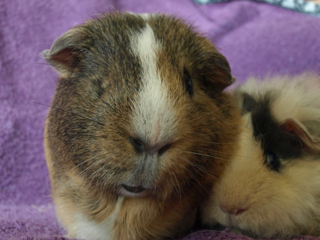 how to take care of guinea pig