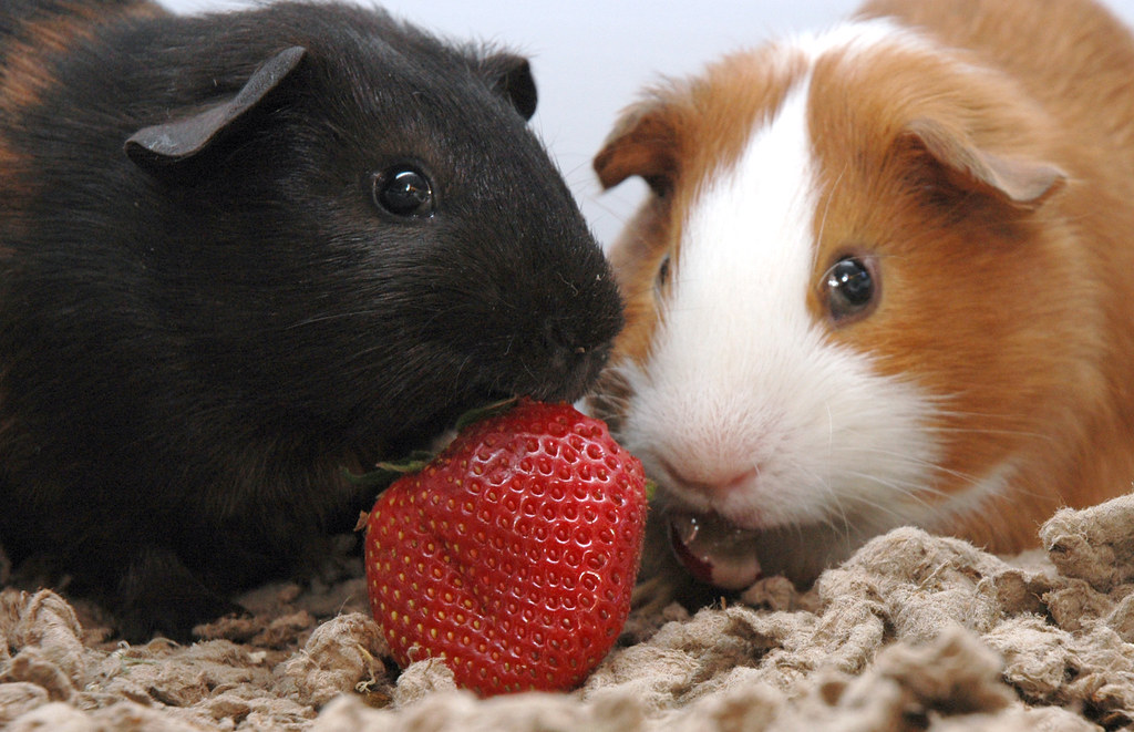 can guinea pigs eat strawberry