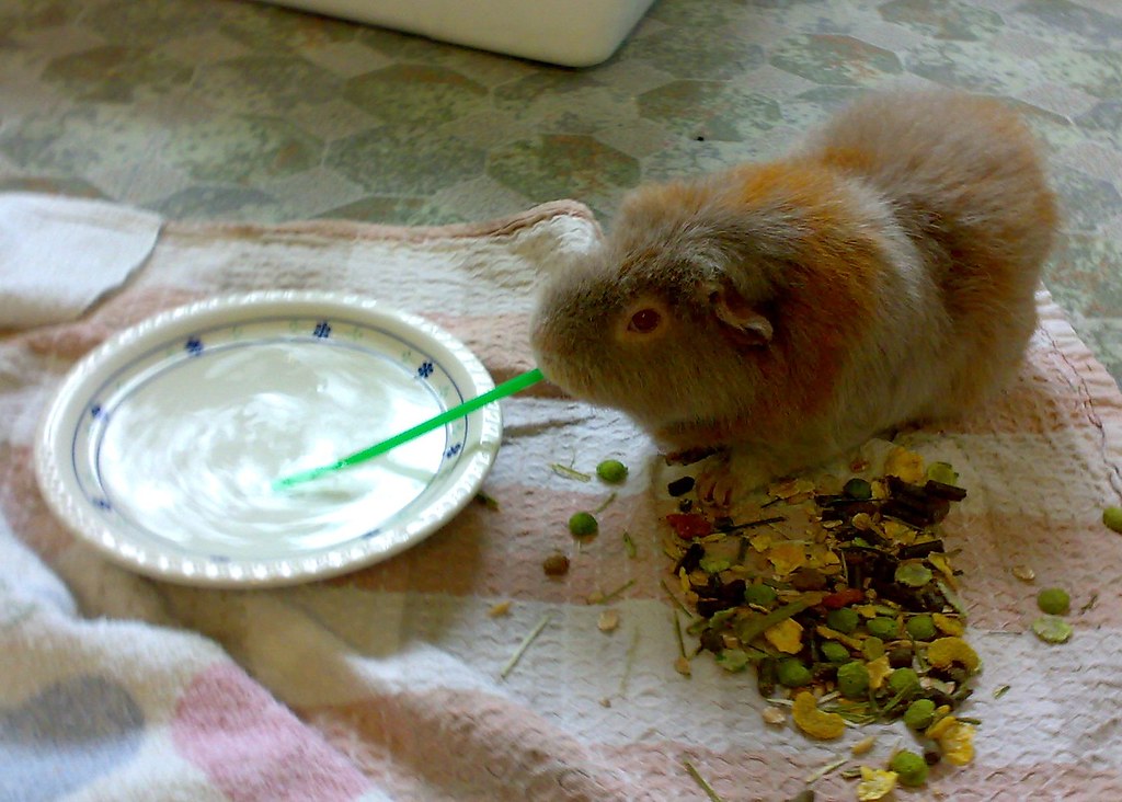 can guinea pigs drink out of a bowl