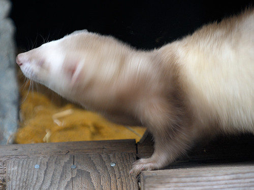 what family is a ferret from