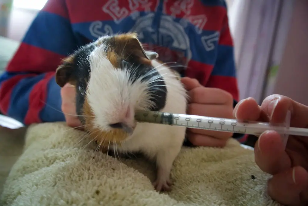 what to feed guinea pigs