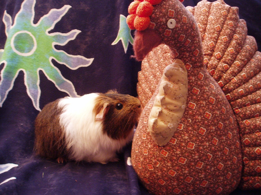 how big can guinea pigs get