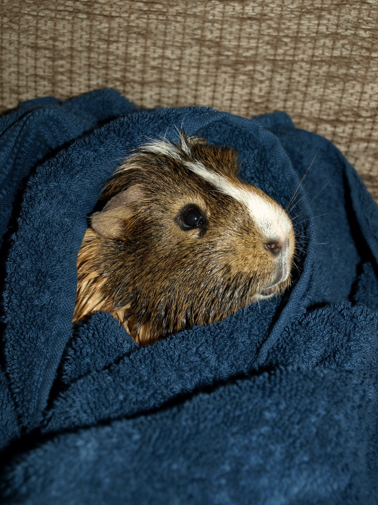 can you bathe guinea pigs
