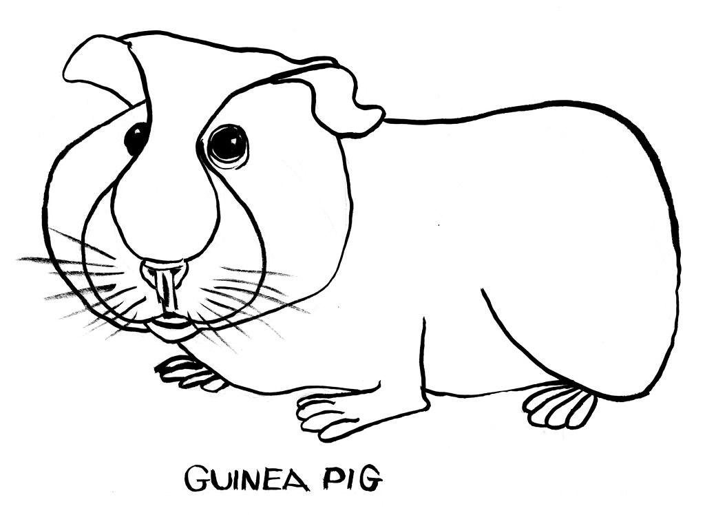 how to draw a guinea pig