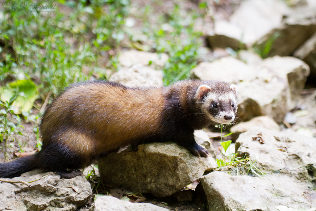 a pic of a ferret