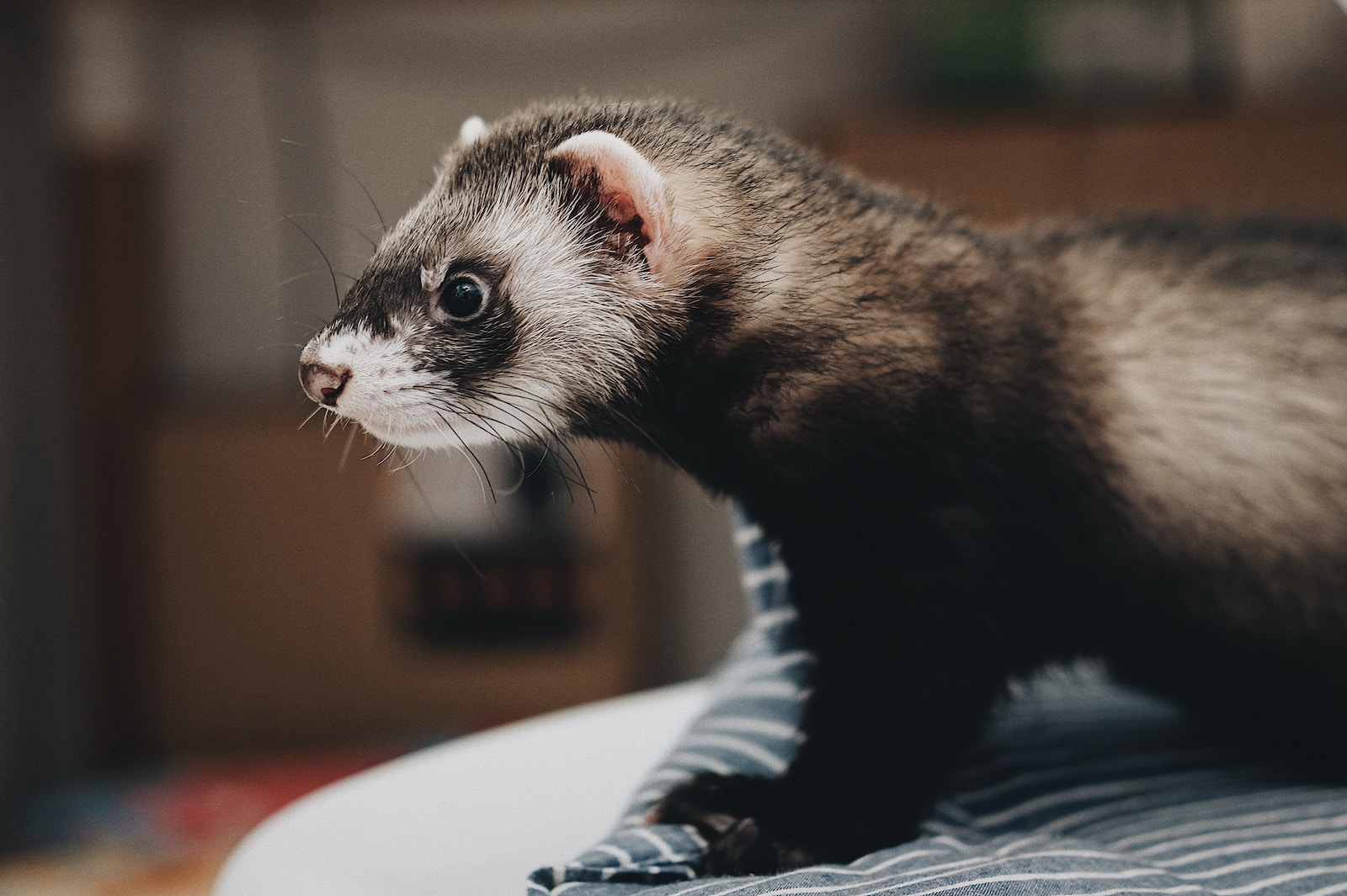 how long do ferrets live