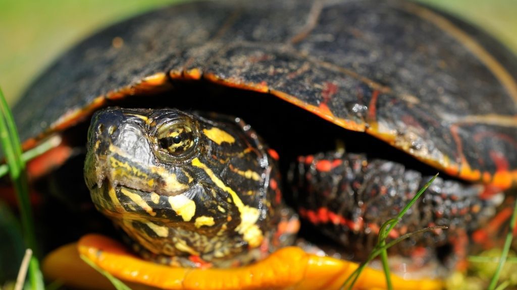 how long can turtles go without eating