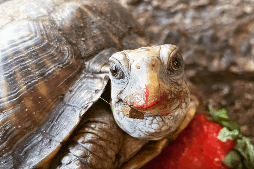 how long can turtles go without eating