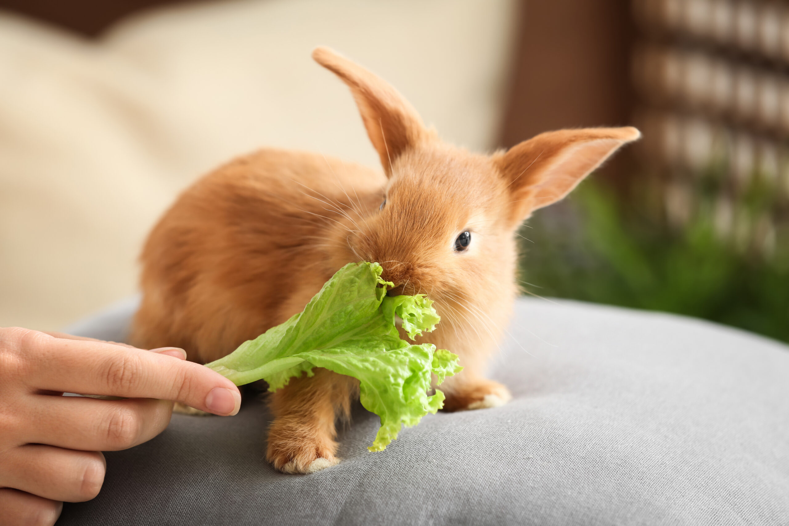 what can baby rabbits eat