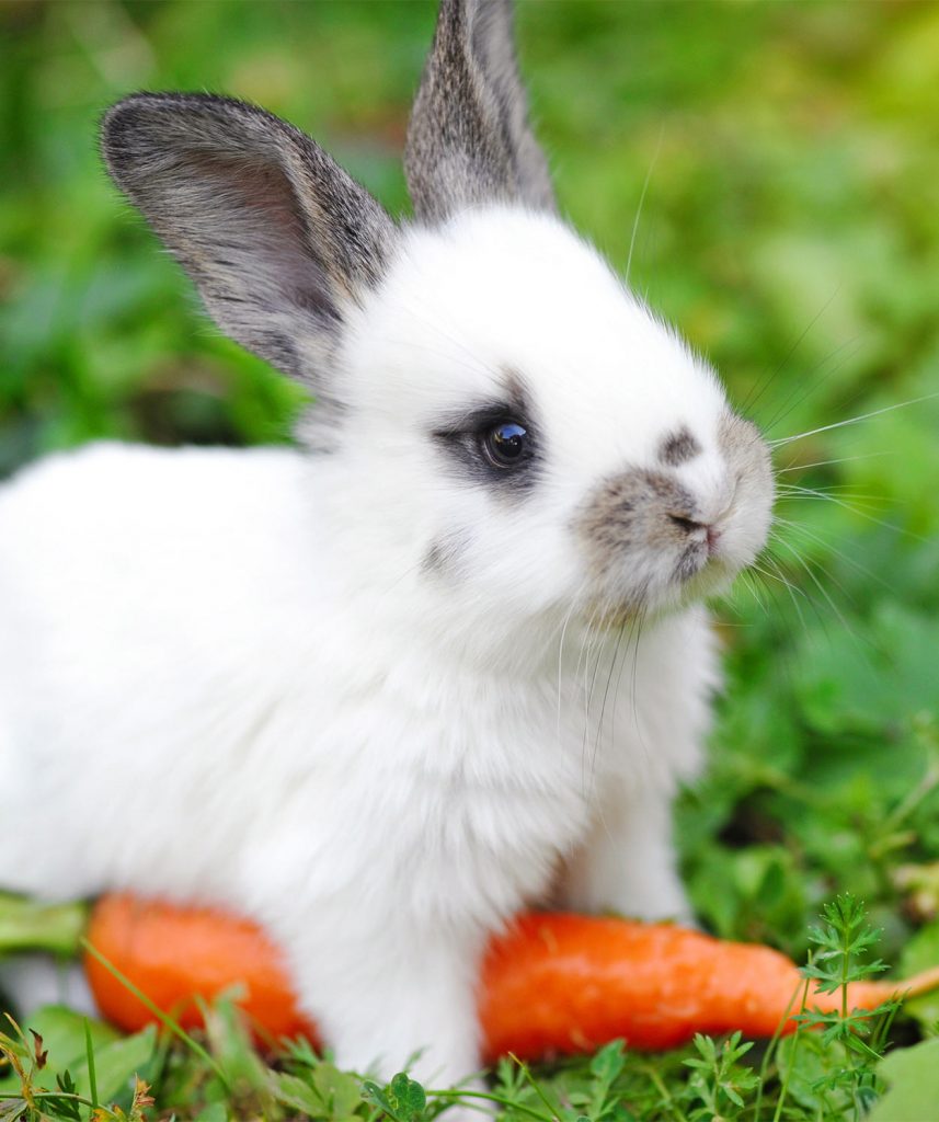 what can baby rabbits eat