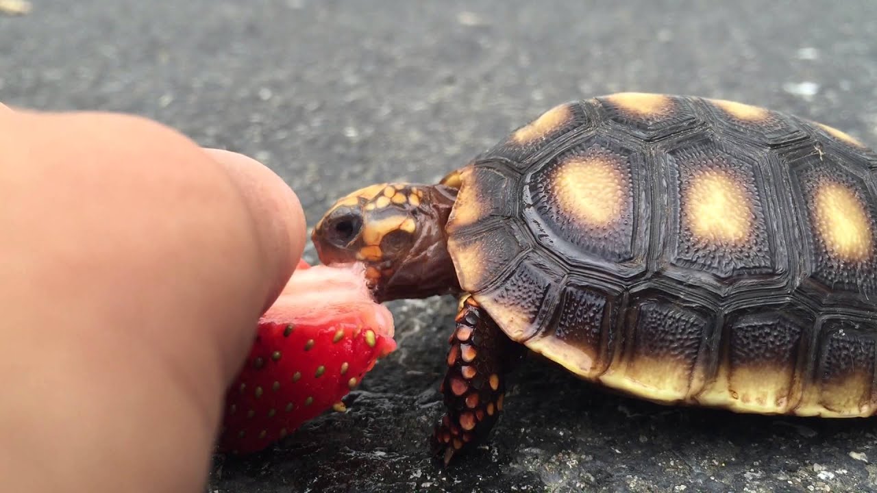 what can baby turtles eat
