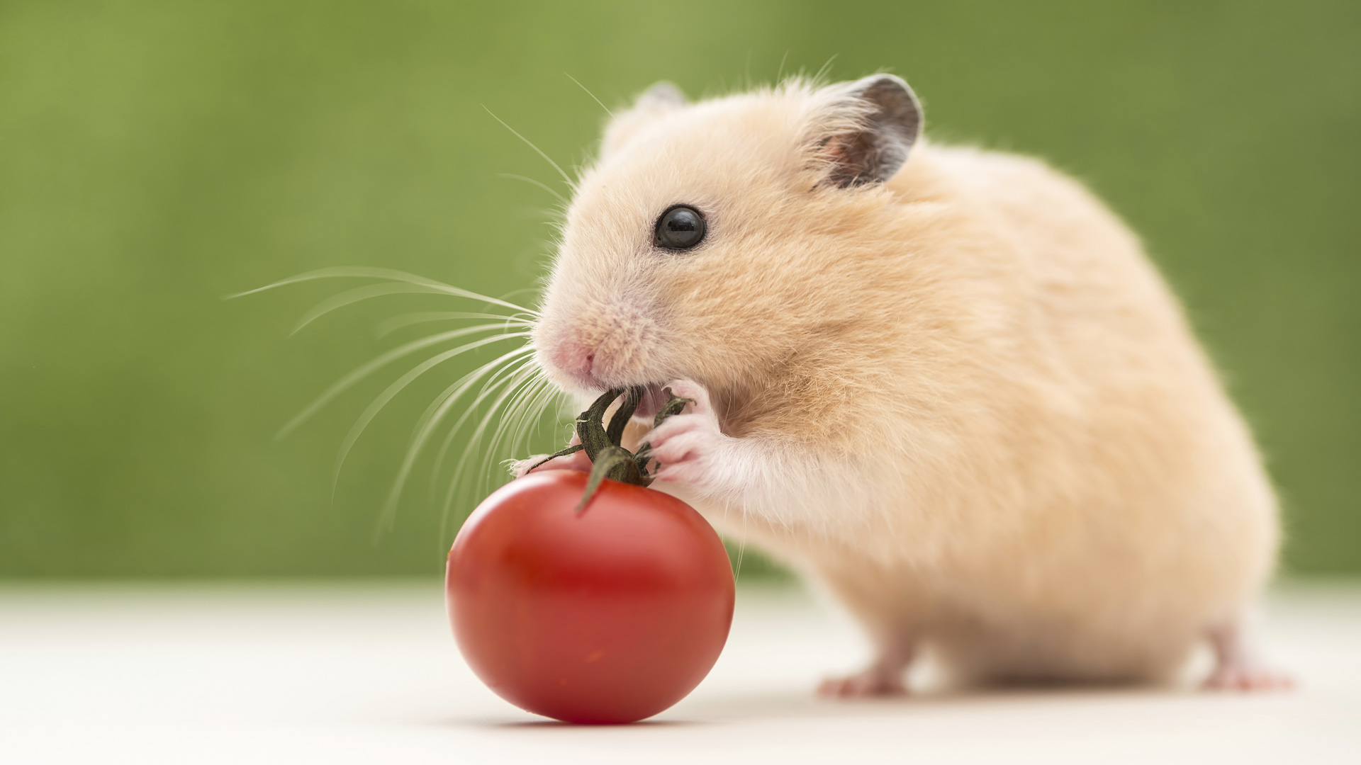 what can hamster eat