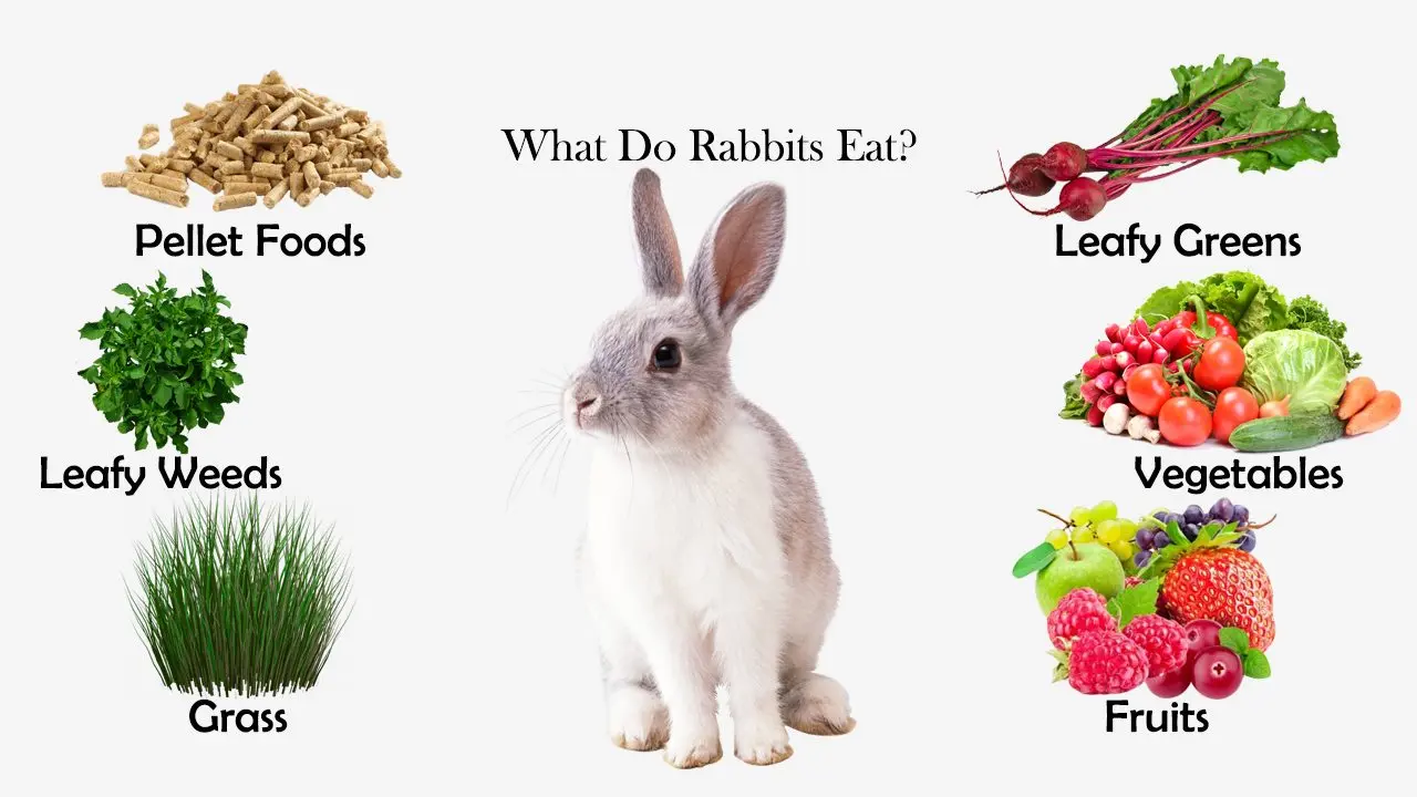 what can rabbits eat daily