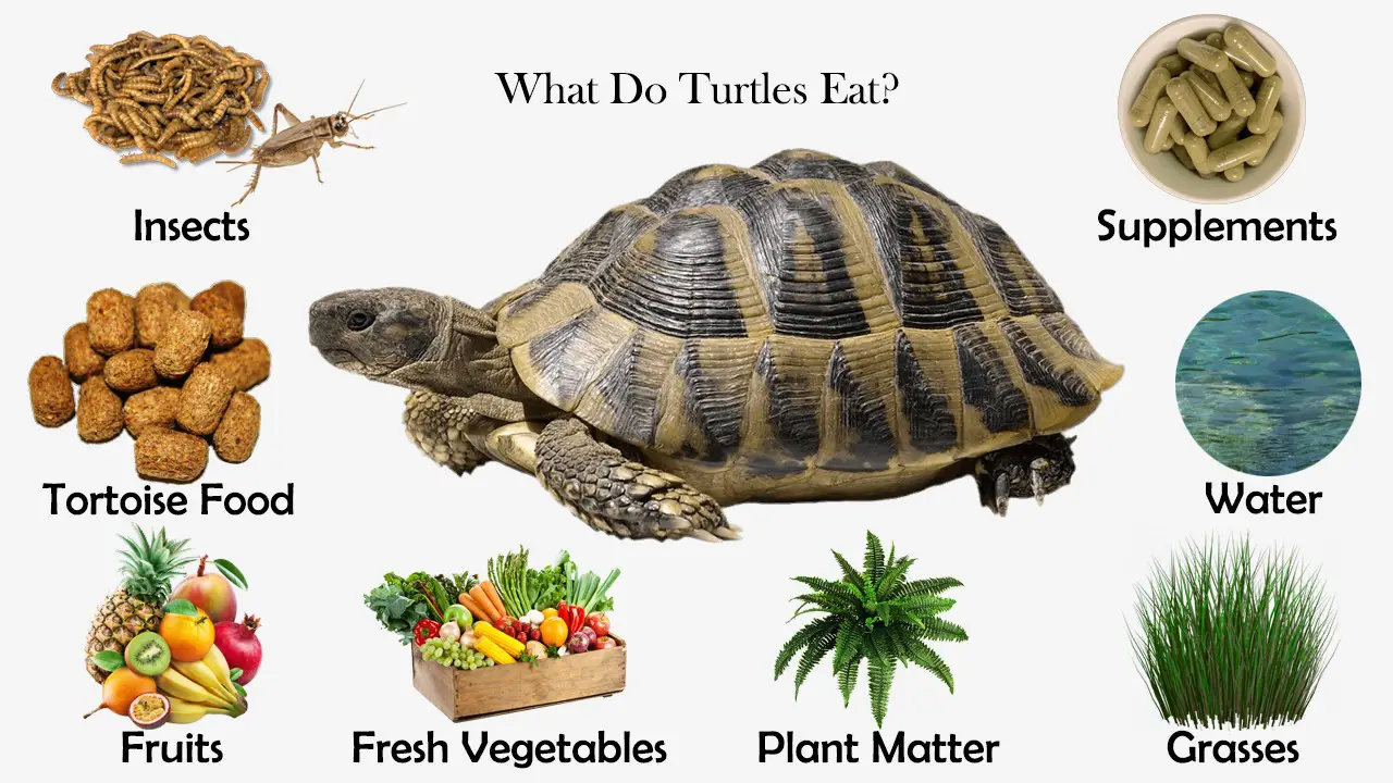 what can turtle eat