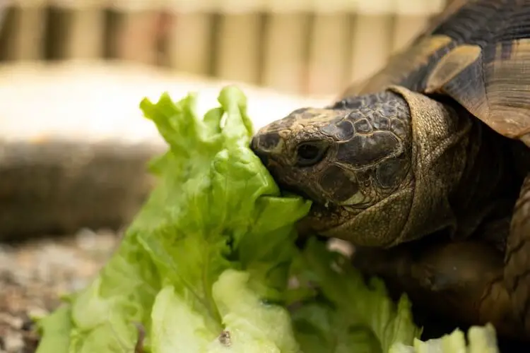 what can turtles eat at home