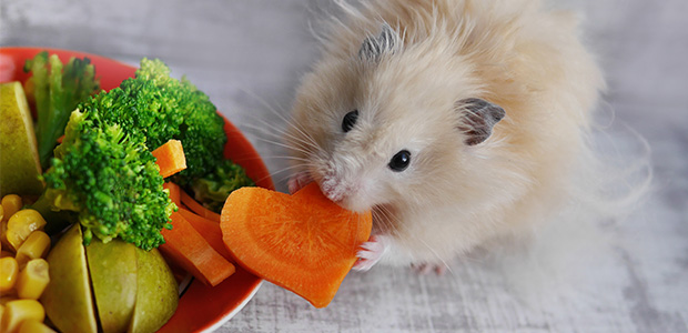 what fruit and veg can a hamster eat