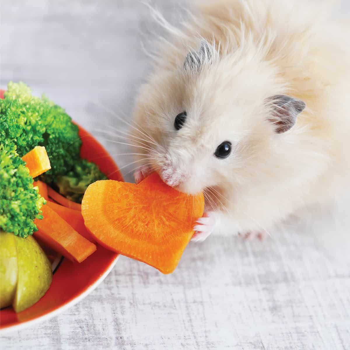 what fruit and veg can a hamster eat
