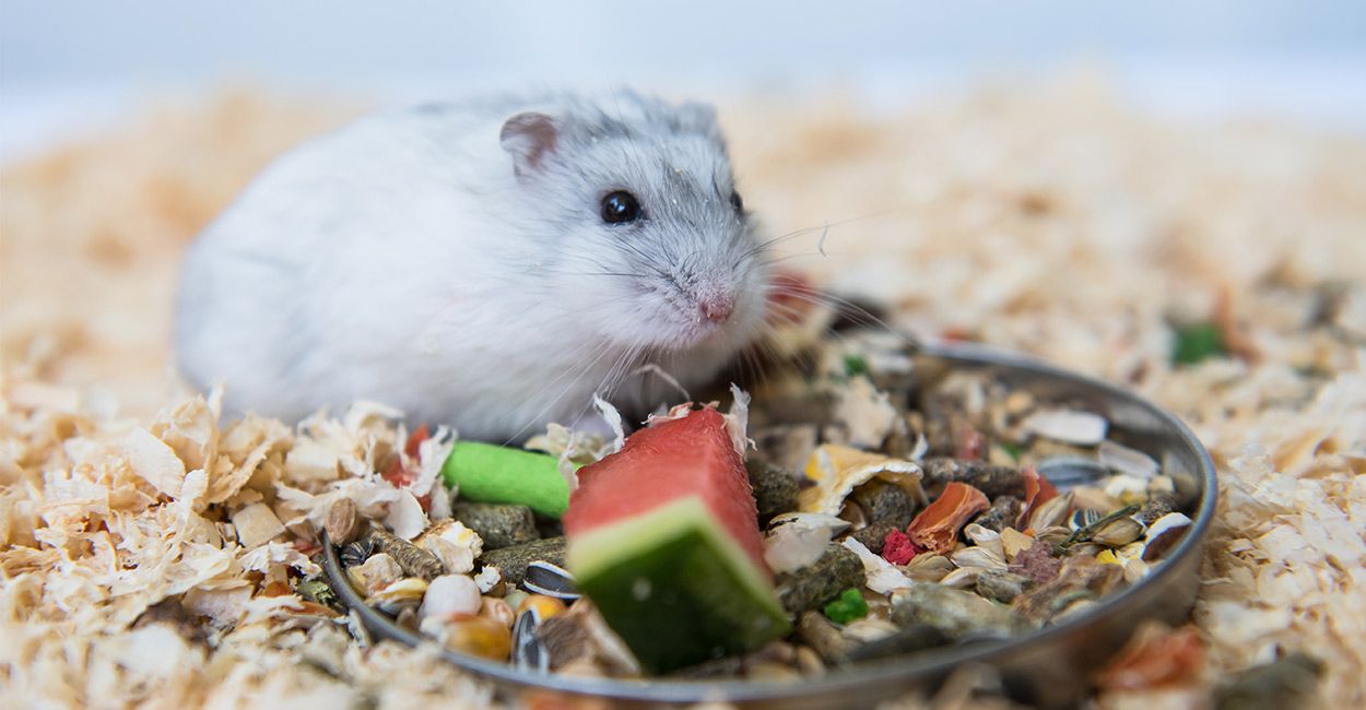 what fruits can a hamster eat