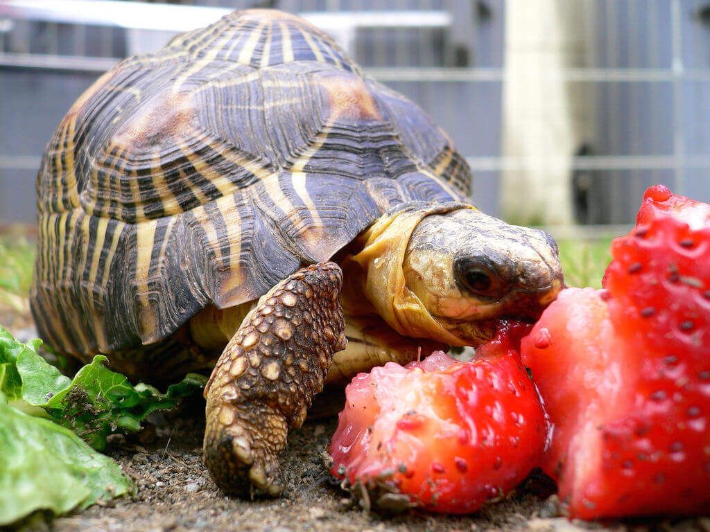 what fruits can turtles eat