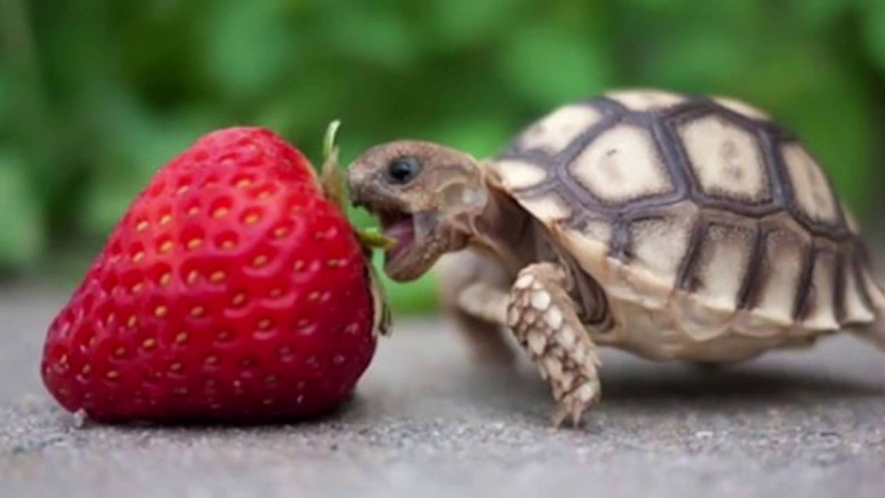 what fruits can turtles eat