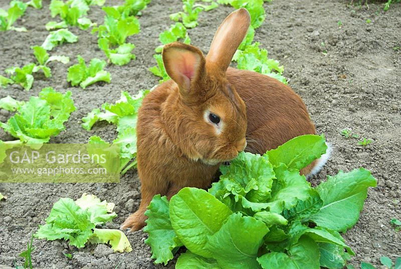 what herbs can rabbits eat