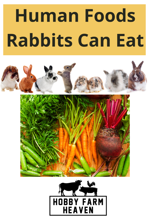what human food can rabbits eat