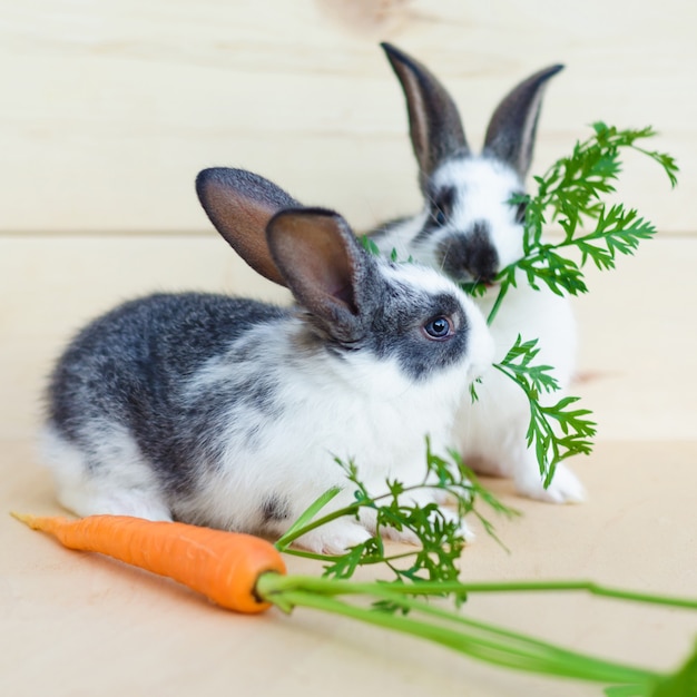 what vegetables can baby rabbits eat