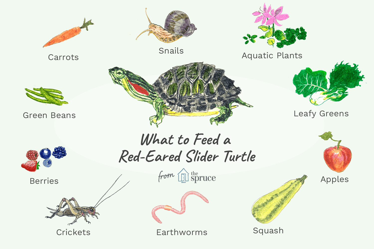 what vegetables can turtles eat