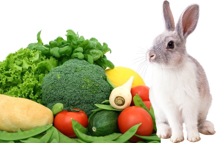 what veggies can rabbits eat